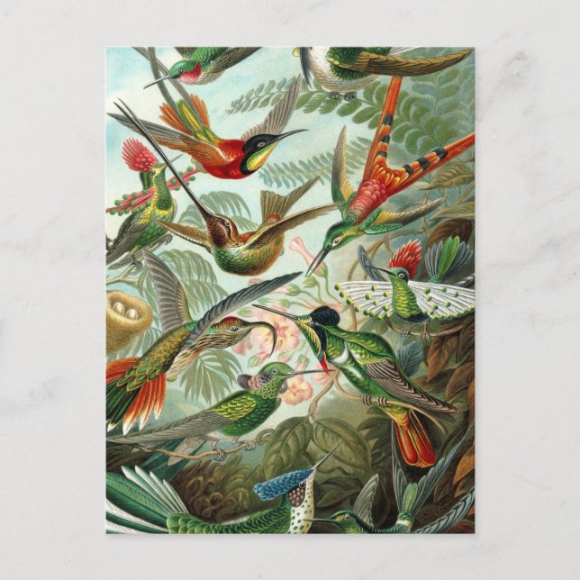 Klassisches Gemälde von Kolibri Postkarte (Vorderseite)