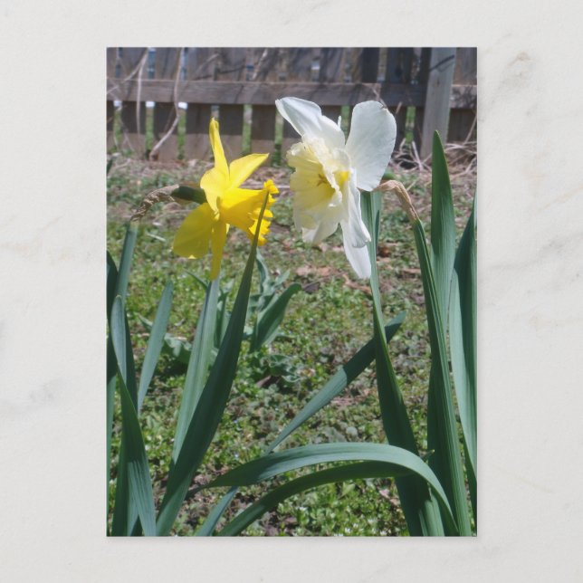 Klatsch Postkarte (Vorderseite)