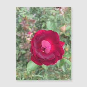 Klatsch-Rose Magnetkarte