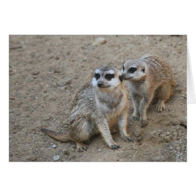 Klatschkarte (Vorderseite (Horizontal))