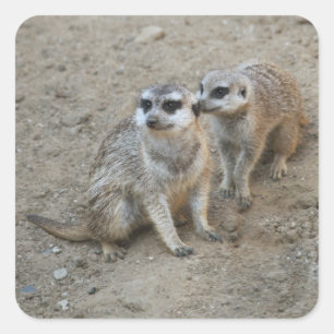 Klatschkleber Quadratischer Aufkleber