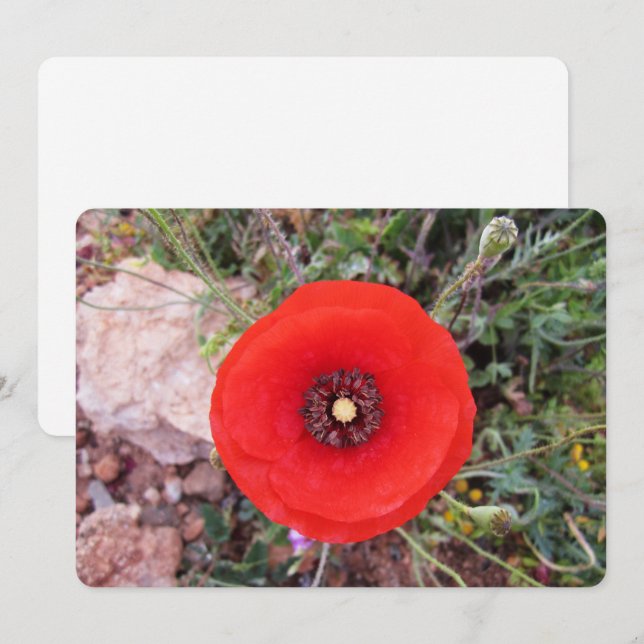 Klatschmohn Feiertagskarte (Vorne/Hinten)