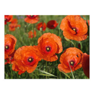 Klatschmohn Fotodruck