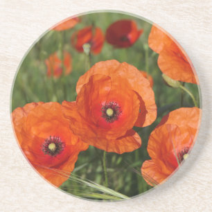 Klatschmohn Getränkeuntersetzer
