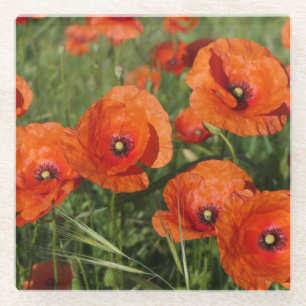 Klatschmohn glasuntersetzer