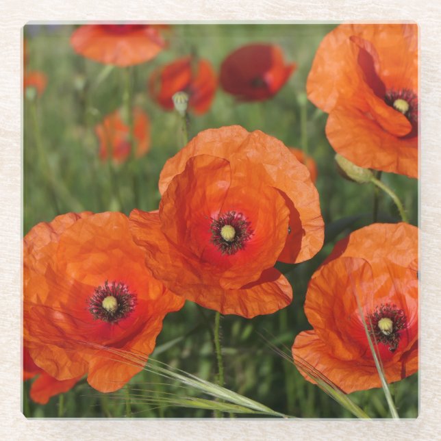 Klatschmohn  glasuntersetzer (Vorderseite)
