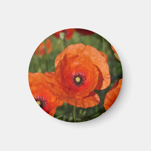 Klatschmohn  magnet (Vorne)