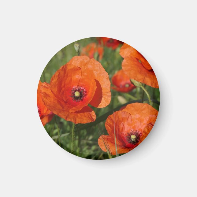 Klatschmohn  magnet (Vorne)