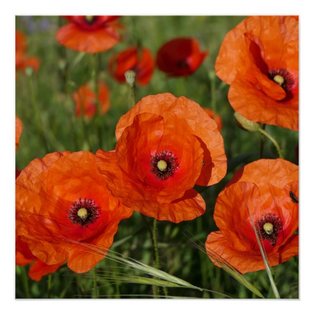 Klatschmohn  poster (Vorderseite)