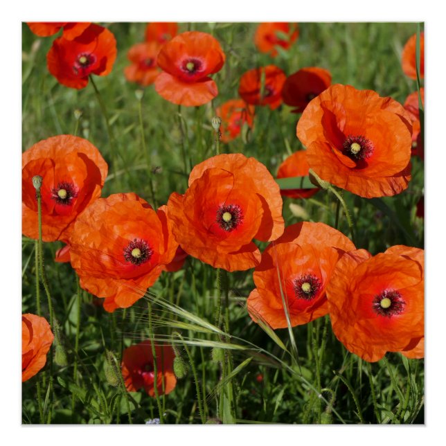 Klatschmohn  poster (Vorderseite)