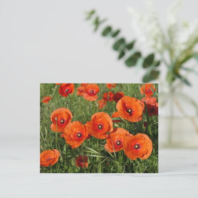 Klatschmohn  postkarte (Stehend Vorderseite)
