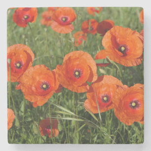 Klatschmohn steinuntersetzer