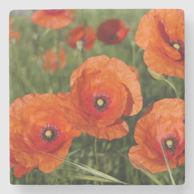 Klatschmohn  steinuntersetzer (Vorderseite)