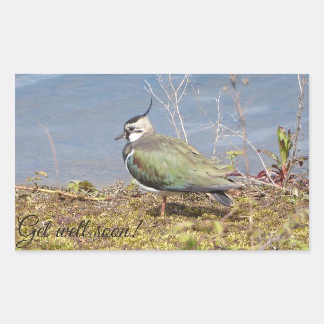 Klatschweibchen Rechteckiger Aufkleber (Vorderseite)