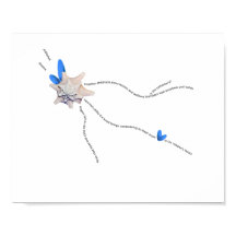 Klaviergedicht Seashell Küstenküste