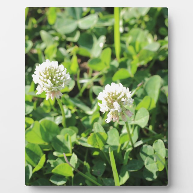 Kleben und Blume Fotoplatte (Vorderseite)