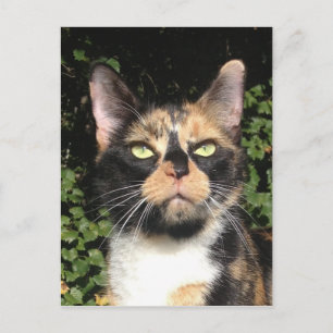 Kleber des Calico Postkarte