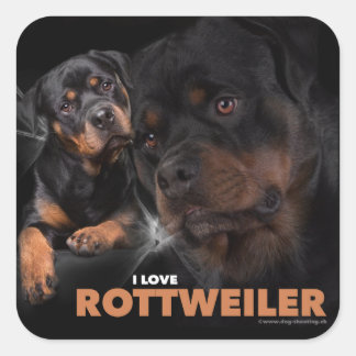 Kleber - Rottweiler Quadratischer Aufkleber