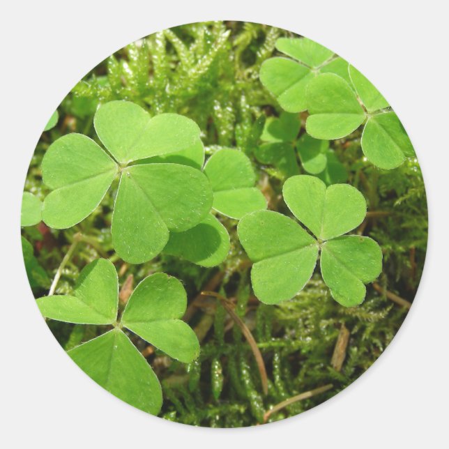 Kleberpflaster - Aufkleber (Vorderseite)