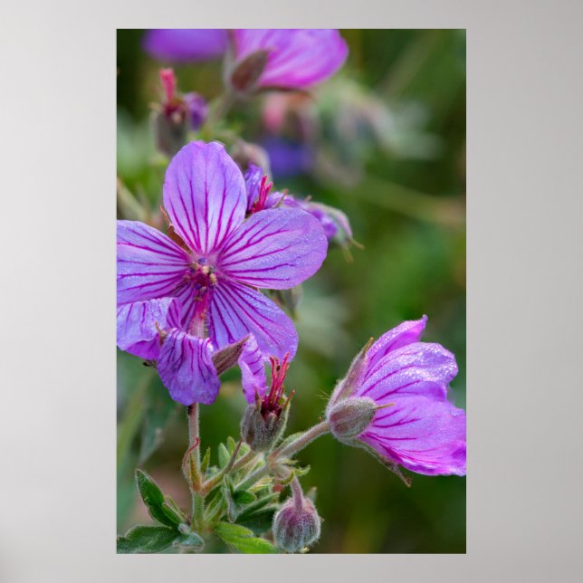 Klebrige Storchschnabel-Wildblumen Poster (Vorne)