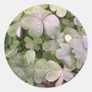 Klee im Regen Runder Aufkleber