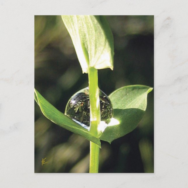 Klee mit Taube, Friedlicher Atlas Postkarte (Vorderseite)