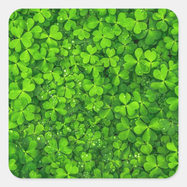 Kleeblatt Clovers Green Irish Symbol Irland Quadratischer Aufkleber (Vorderseite)