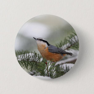 Kleiber auf Snowy-Niederlassung im Winter Button