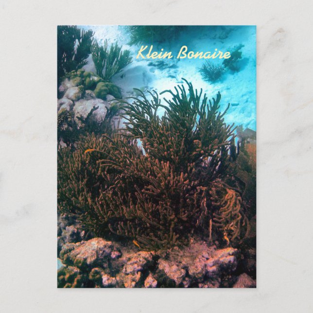 Klein Bonaire Postkarte (Vorderseite)