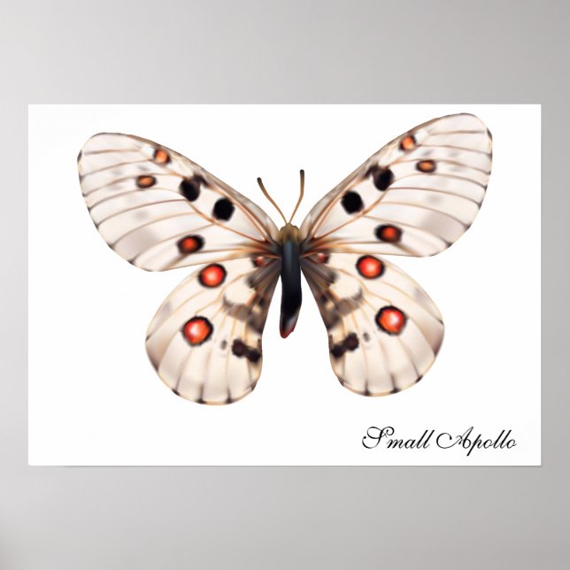 Kleine Apollo Butterfly Poster (Vorne)