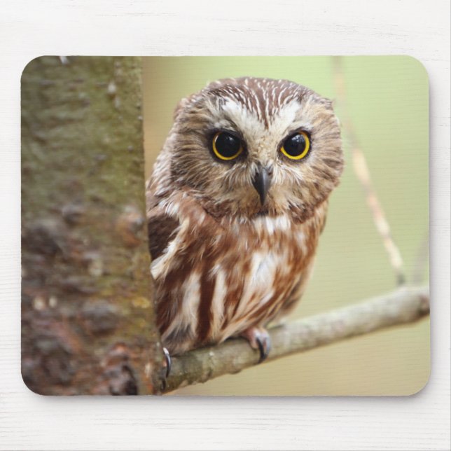 Kleine Baby-Eule | Ontarios Mousepad (Vorne)