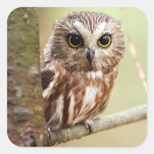 Kleine Babyschale   Ontarios Quadratischer Aufkleber