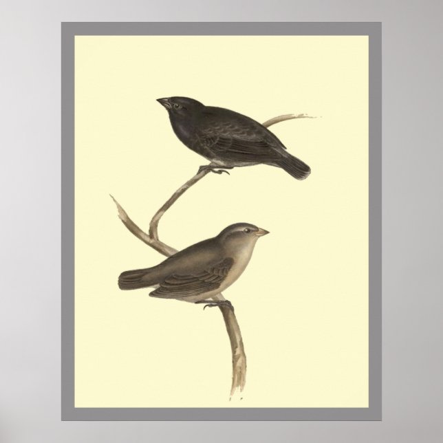 Kleine Baum-Finch Poster (Vorne)