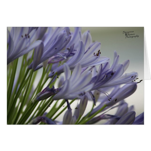 Kleine Blöcke(5.0) (Vorderseite (Horizontal))