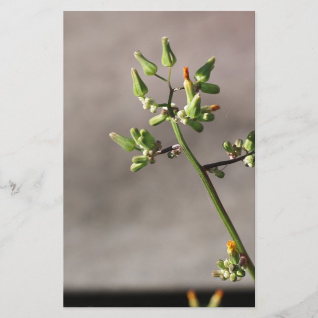 Kleine Blume Briefpapier (Vorderseite)