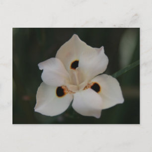 kleine Blume Postkarte