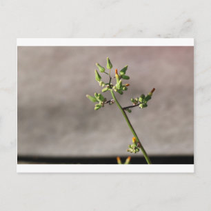 Kleine Blume Postkarte
