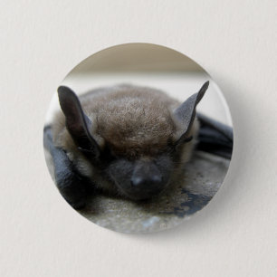 Kleine braune Fledermaus (Myotis lucifugus) Button