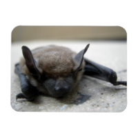 Kleine braune Fledermaus (Myotis lucifugus)
