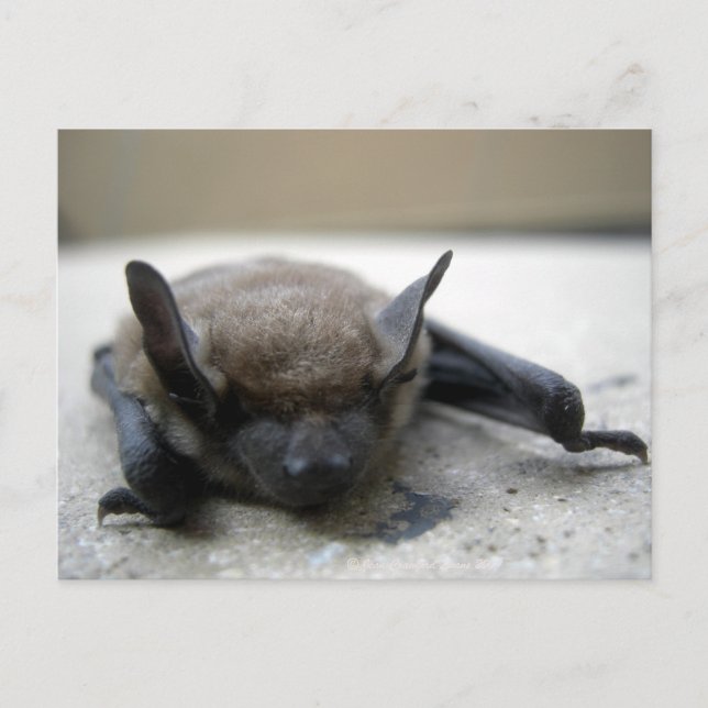 Kleine braune Fledermaus (Myotis lucifugus) Postkarte (Vorderseite)