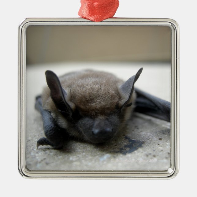 Kleine braune Fledermaus (Myotis lucifugus) Silbernes Ornament (Vorne)