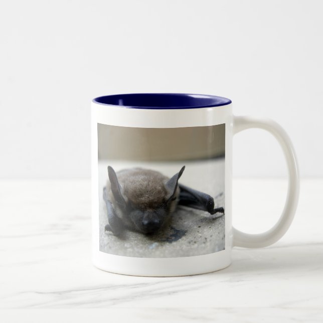 Kleine braune Fledermaus (Myotis lucifugus) Zweifarbige Tasse (Rechts)