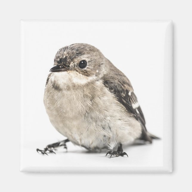 Kleine braune Gartenvogelfoto Magnet (Vorne)