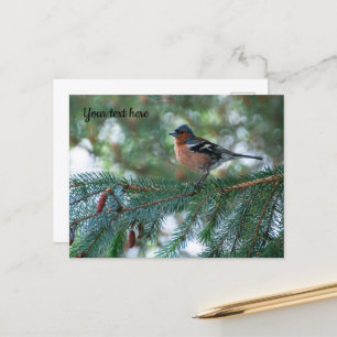 Kleine Buchfinken-Postkarte Postkarte