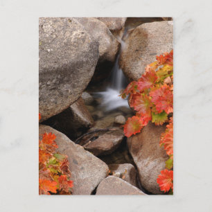 Kleine Bucht im Herbst, Kalifornien Postkarte