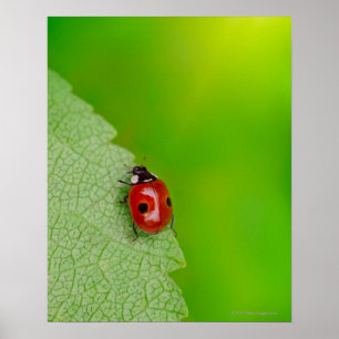 Kleine Dame Bug Poster