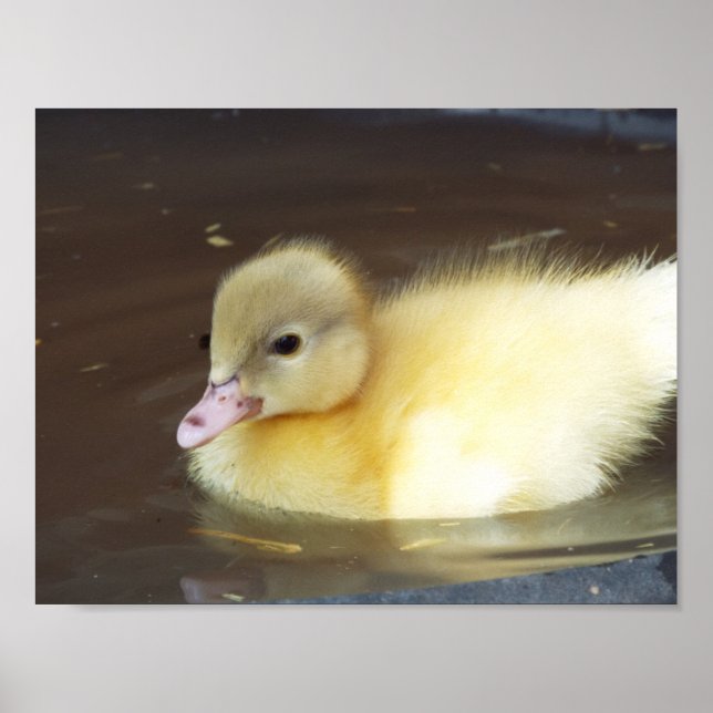 Kleine Duck Poster (Vorne)