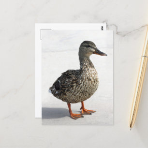 Kleine Duck Postkarte