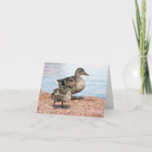 Kleine Ducklings am Teich Karte