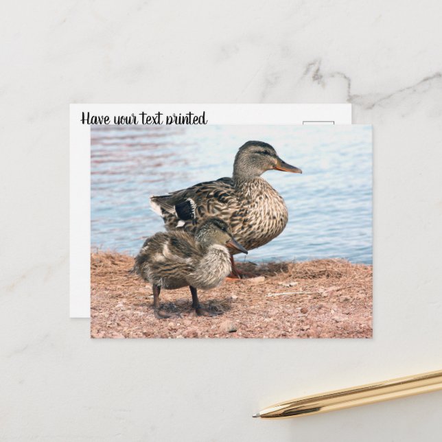 Kleine Ducklings am Teich Postkarte (Vorderseite/Rückseite Beispiel)